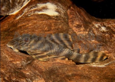 Spawning of plecos – basics and examples